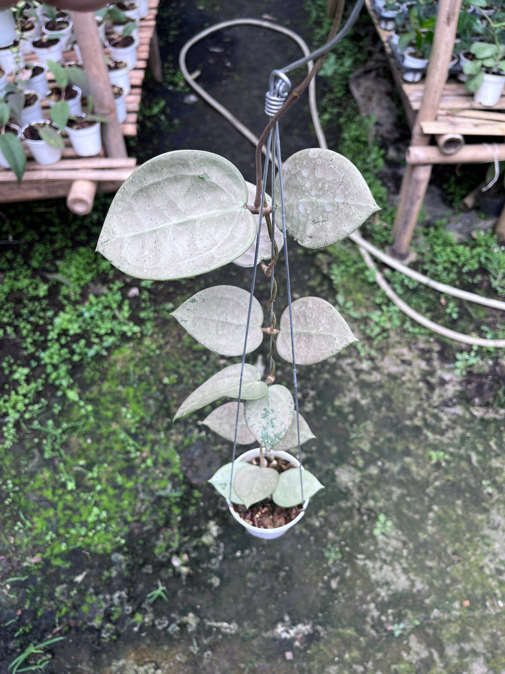 Hoya Parasitica Heartleaf SIlver