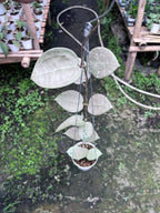 Hoya Parasitica Heartleaf SIlver