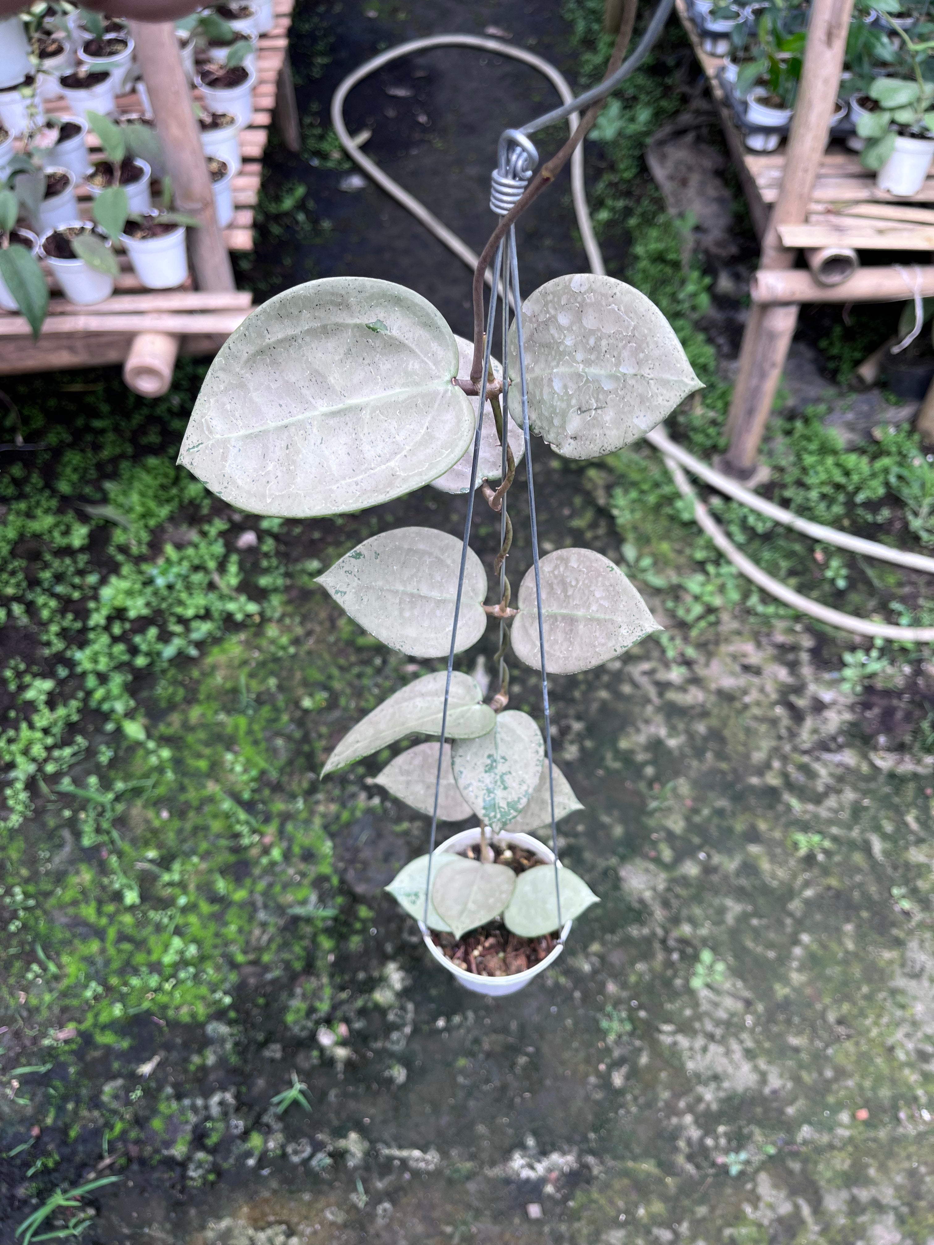 Hoya Parasitica Heartleaf SIlver