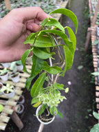 Hoya Chlorantha