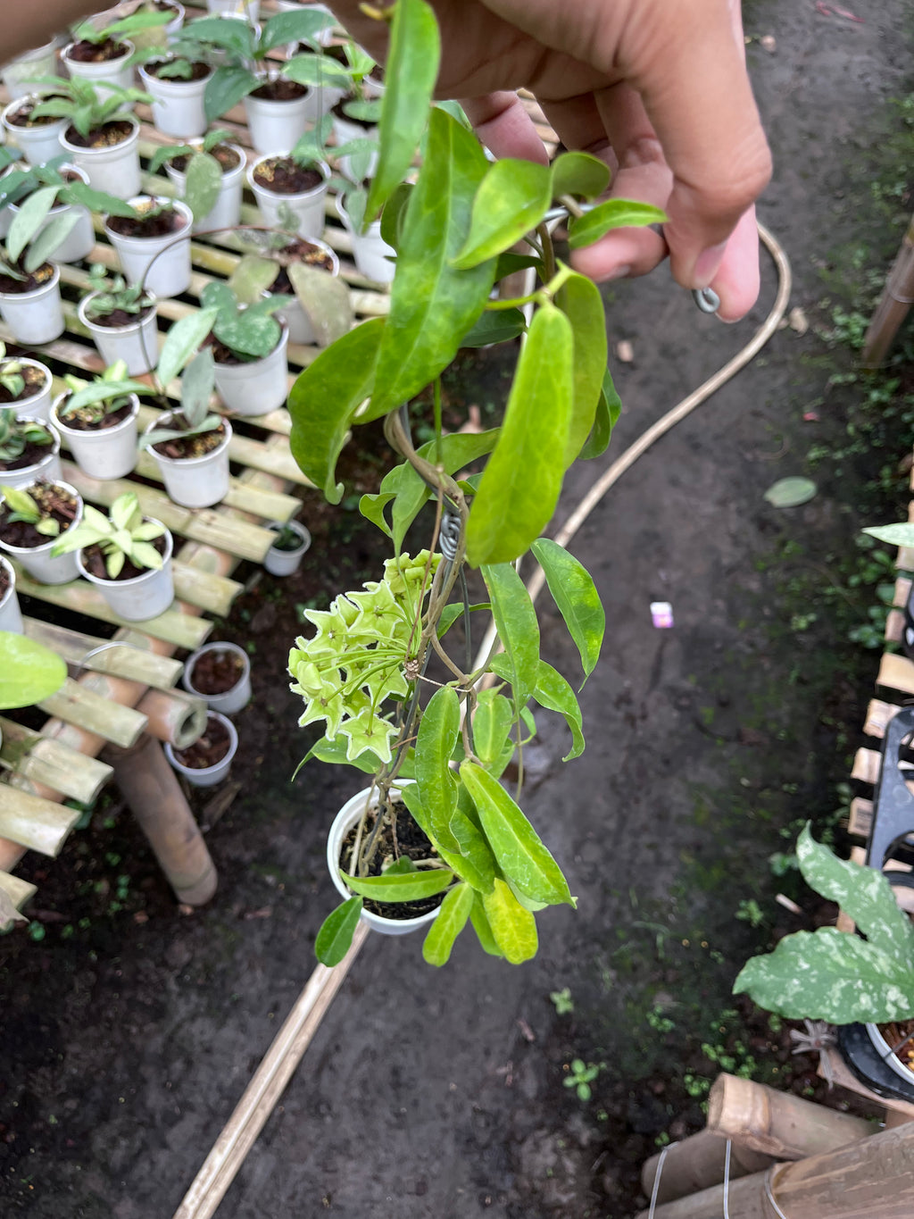 Hoya Chlorantha