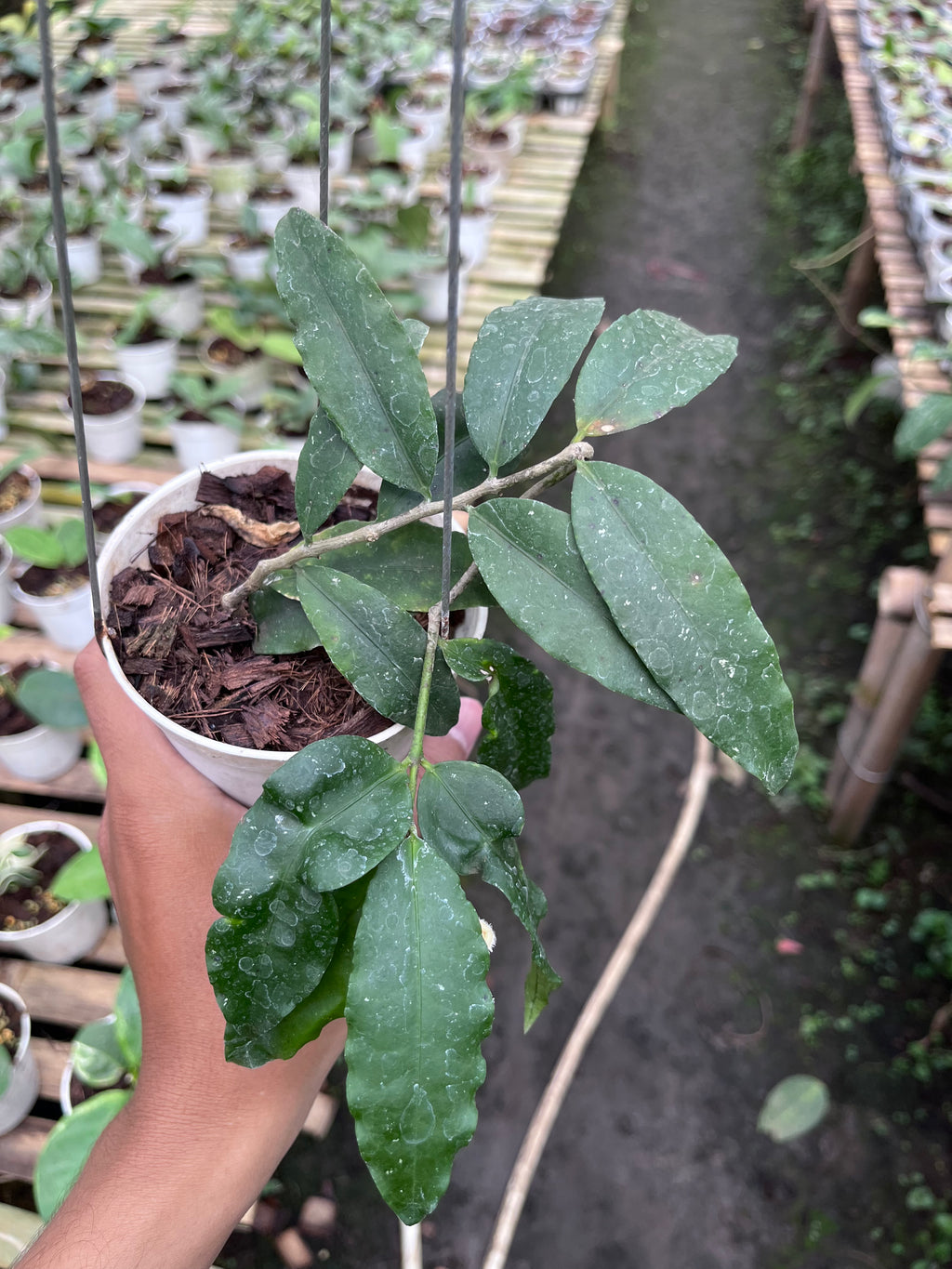 Hoya Sp Jatim