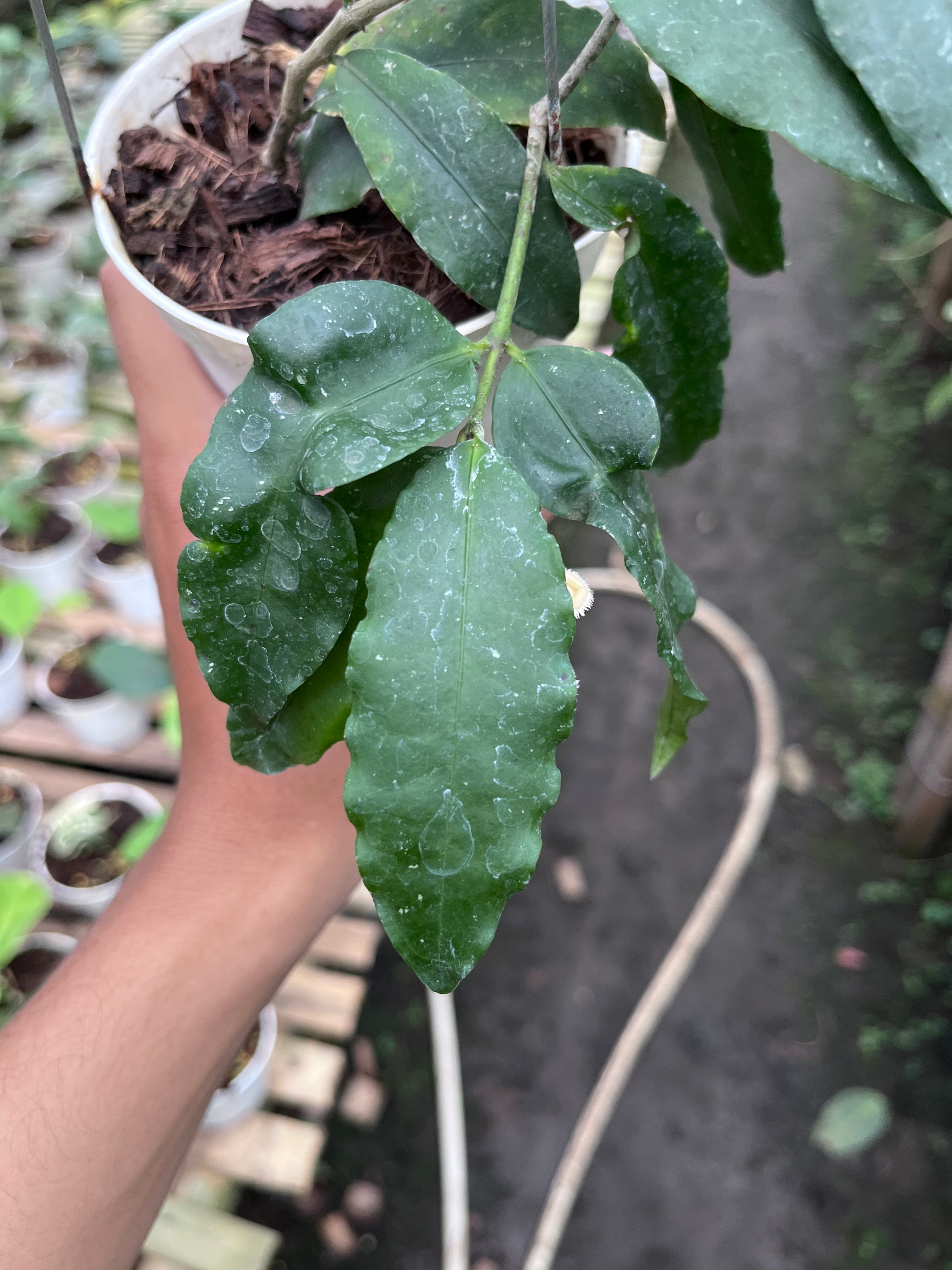 Hoya Sp Jatim