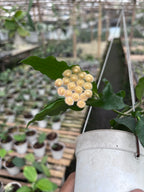 Hoya Sp Jatim