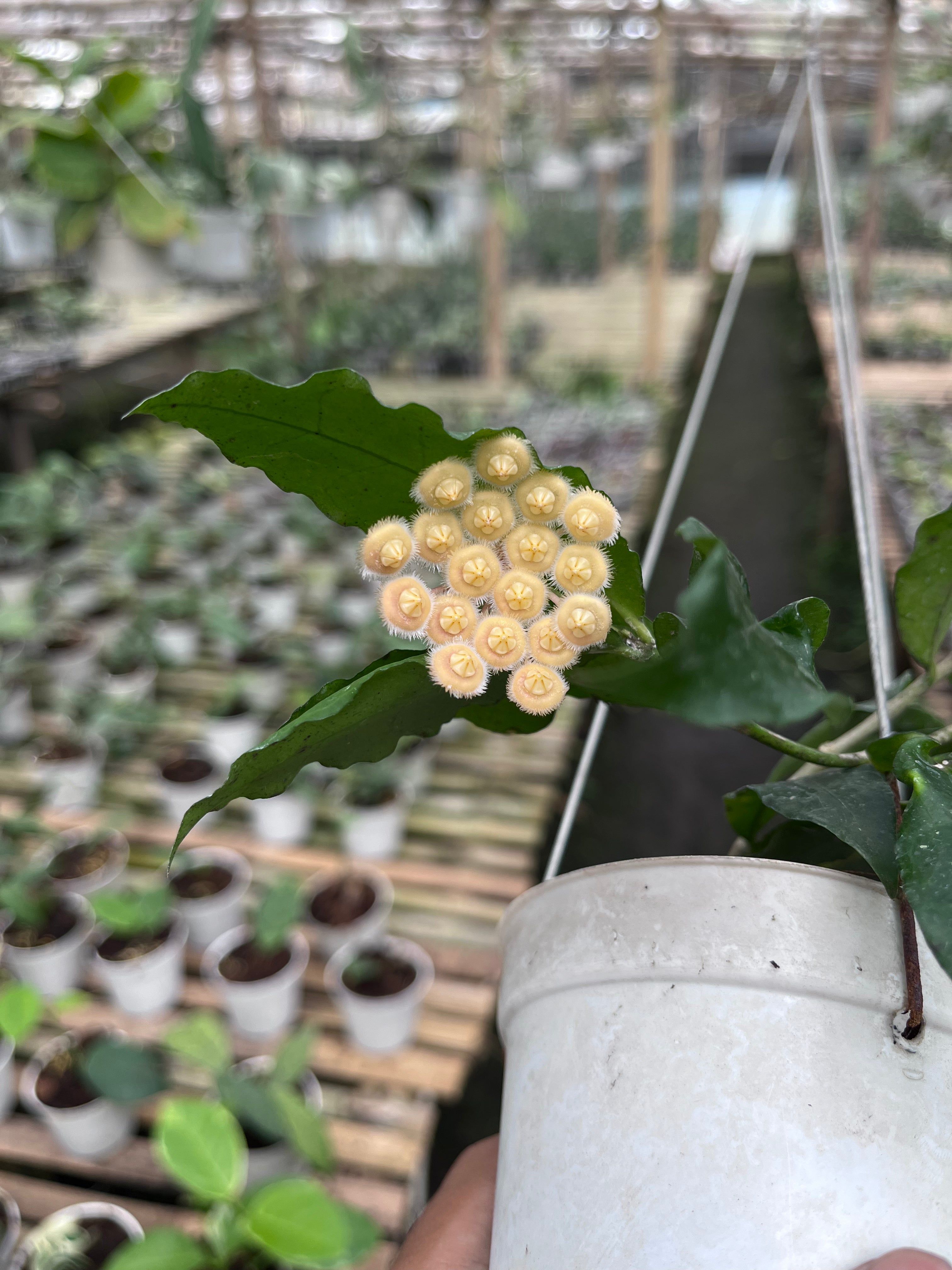 Hoya Sp Jatim