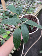 Hoya Sp Jatim