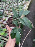 Hoya Sp Jatim