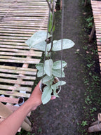 Hoya Carnosa Nova Ghost