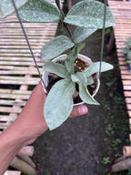 Hoya Carnosa Nova Ghost