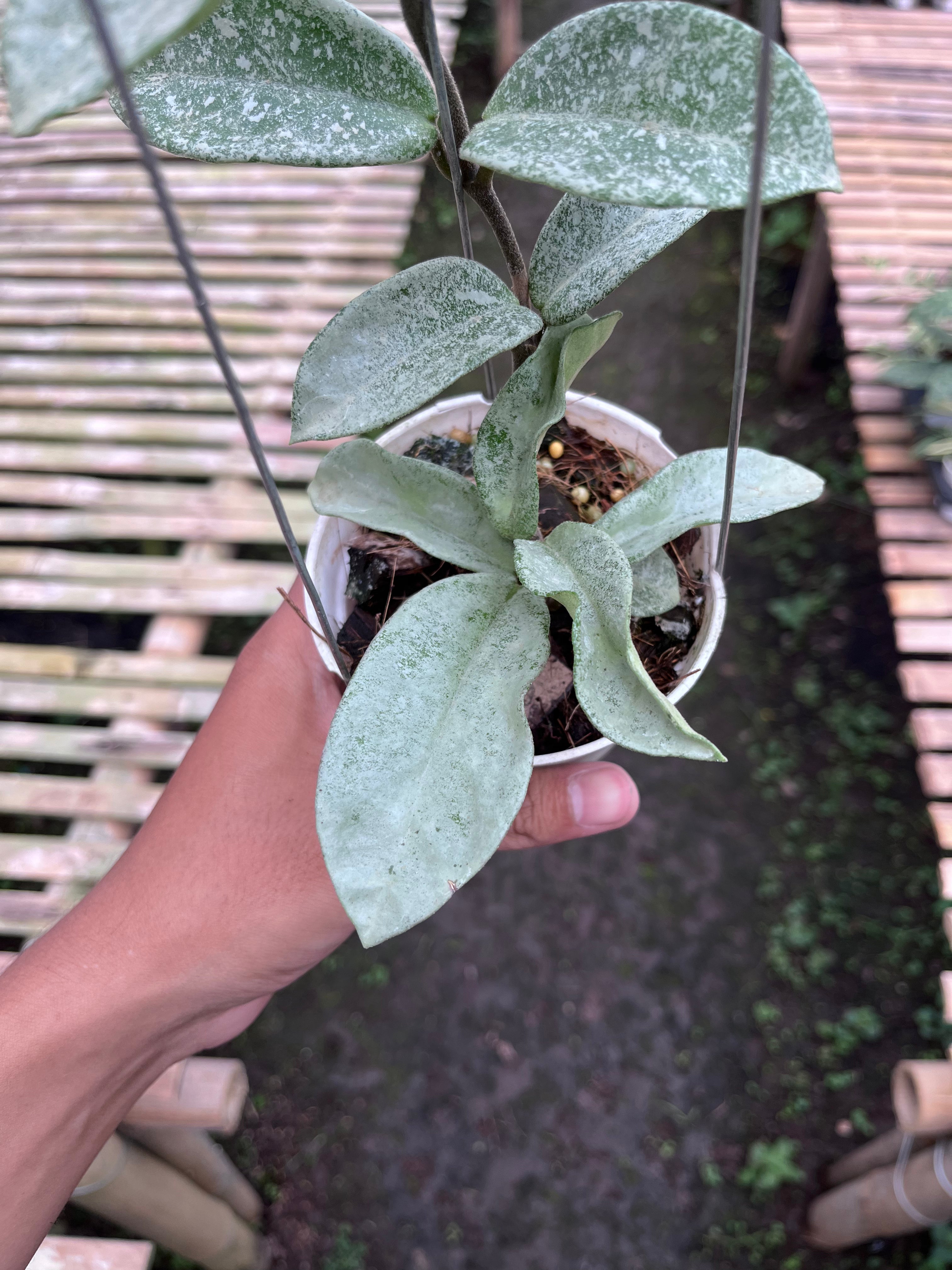 Hoya Carnosa Nova Ghost