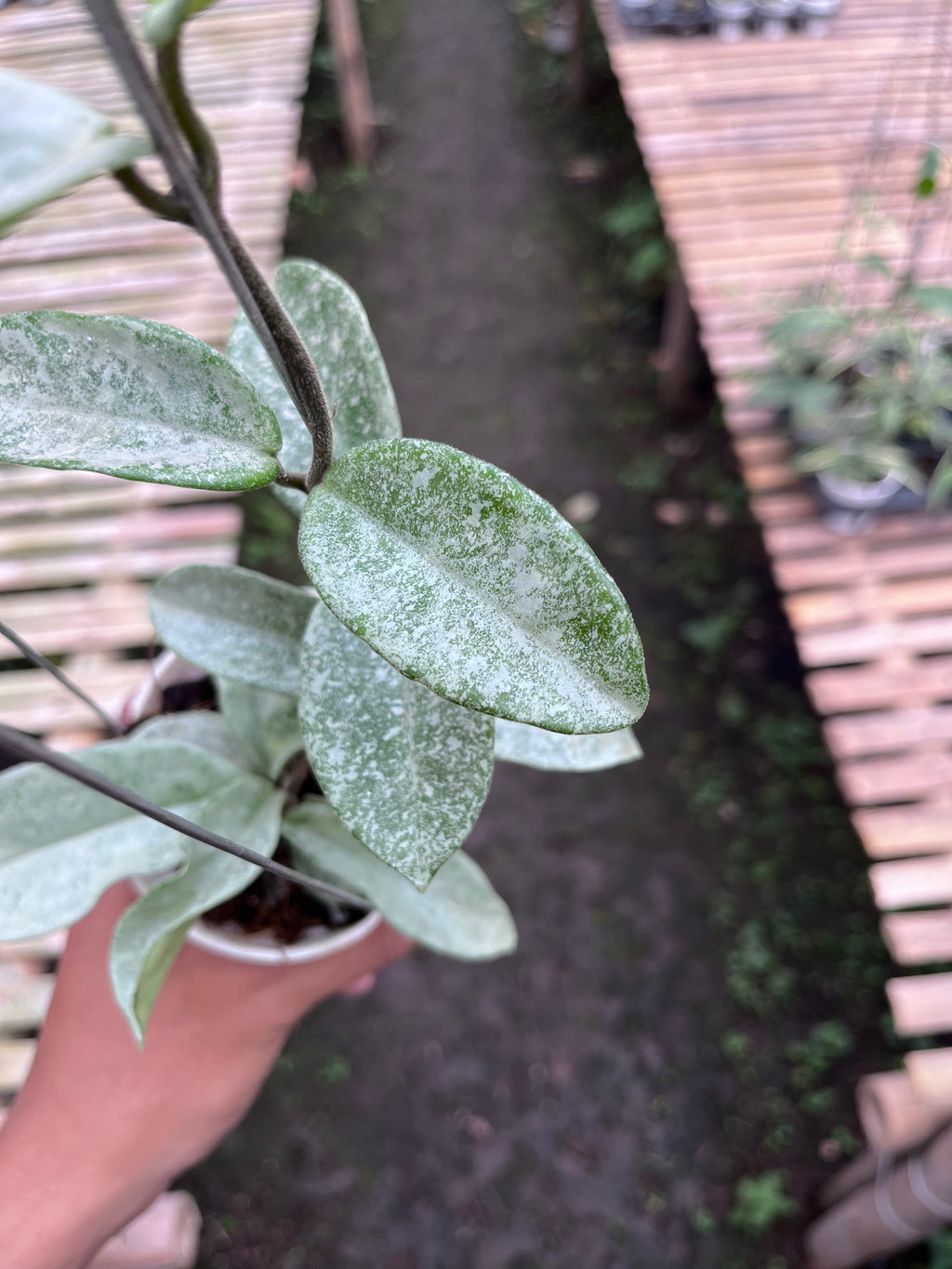 Hoya Carnosa Nova Ghost