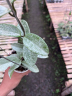 Hoya Carnosa Nova Ghost