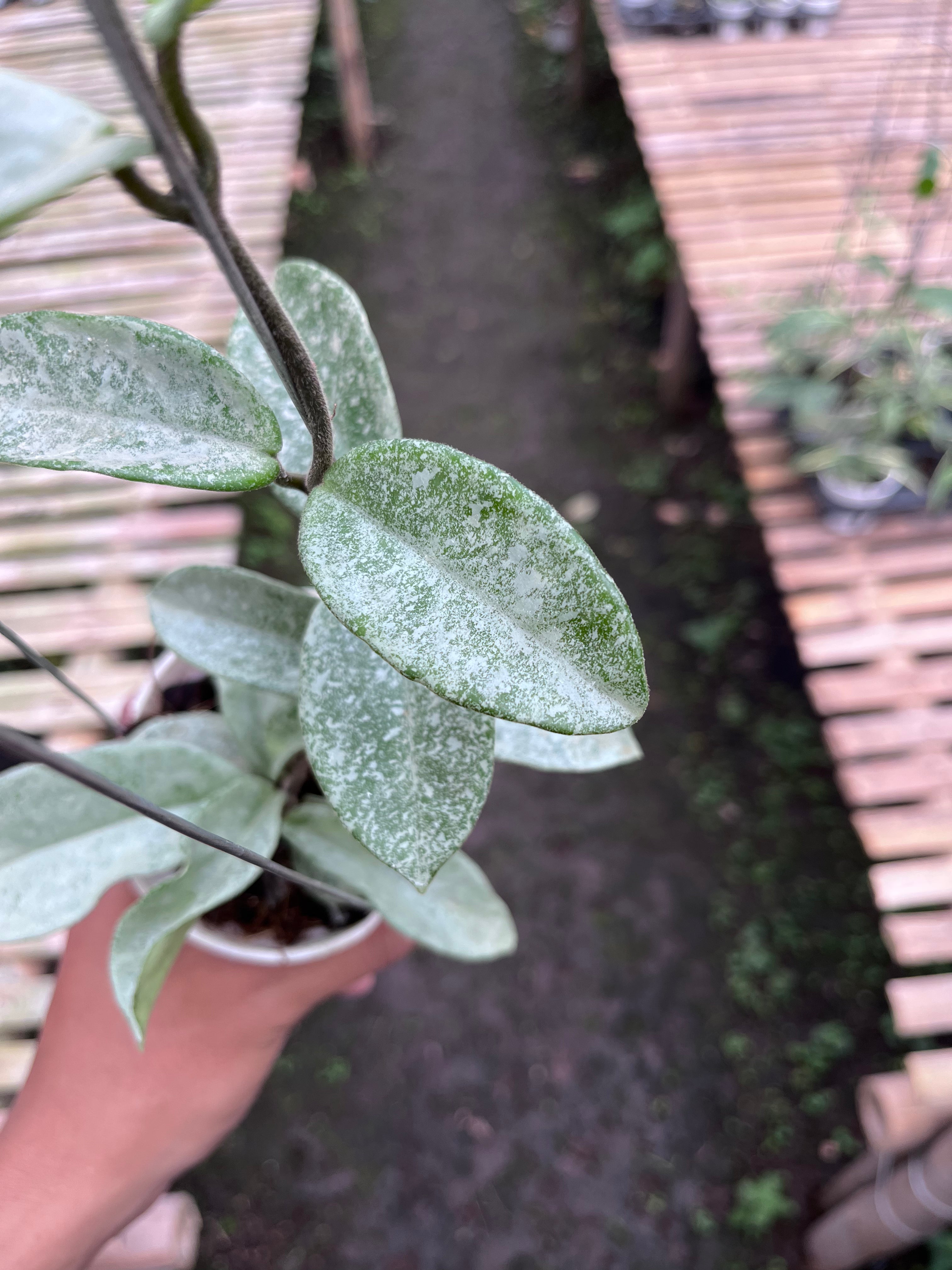 Hoya Carnosa Nova Ghost