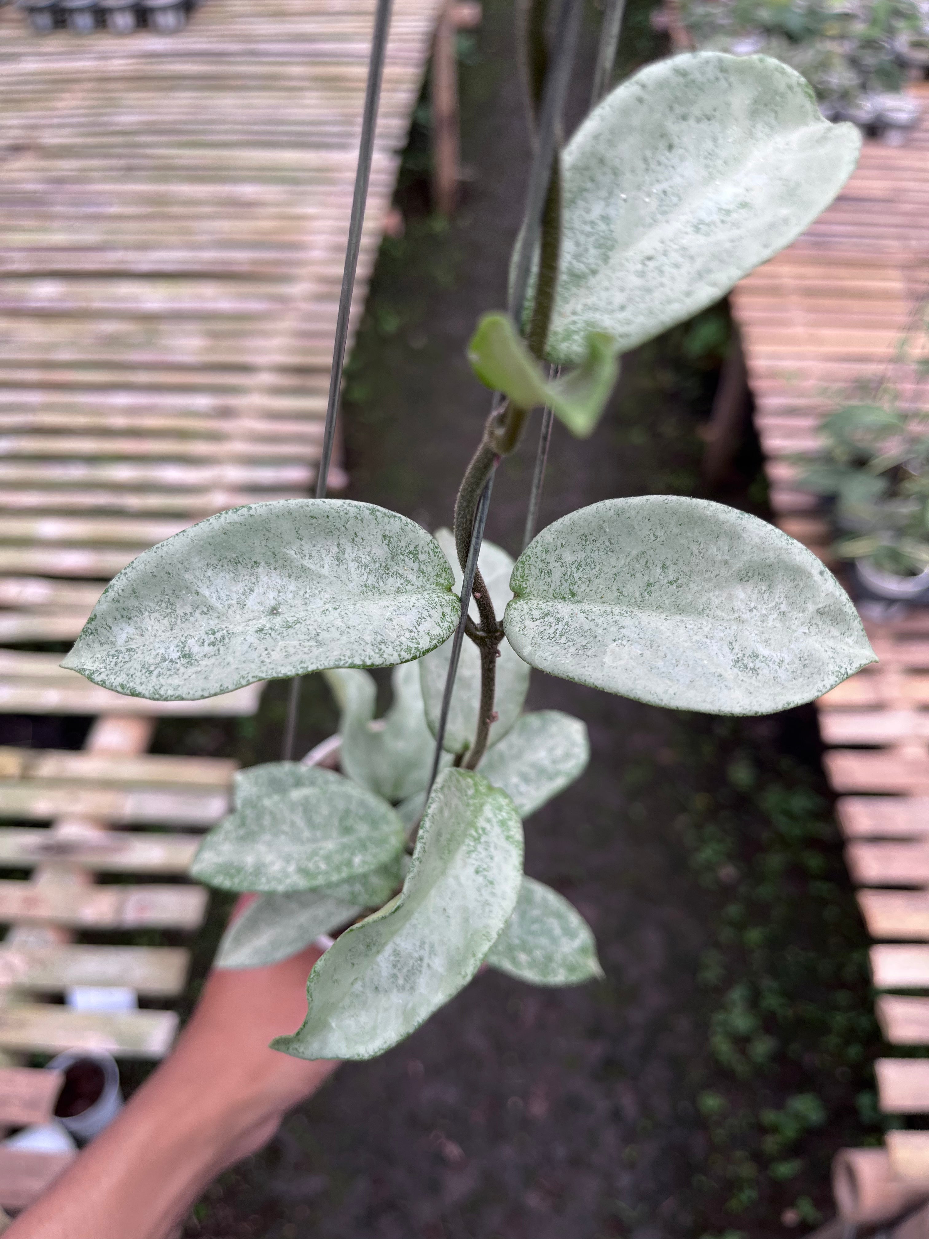 Hoya Carnosa Nova Ghost