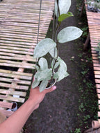 Hoya Carnosa Nova Ghost