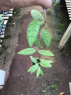 Hoya Callystophylla Long Leaf