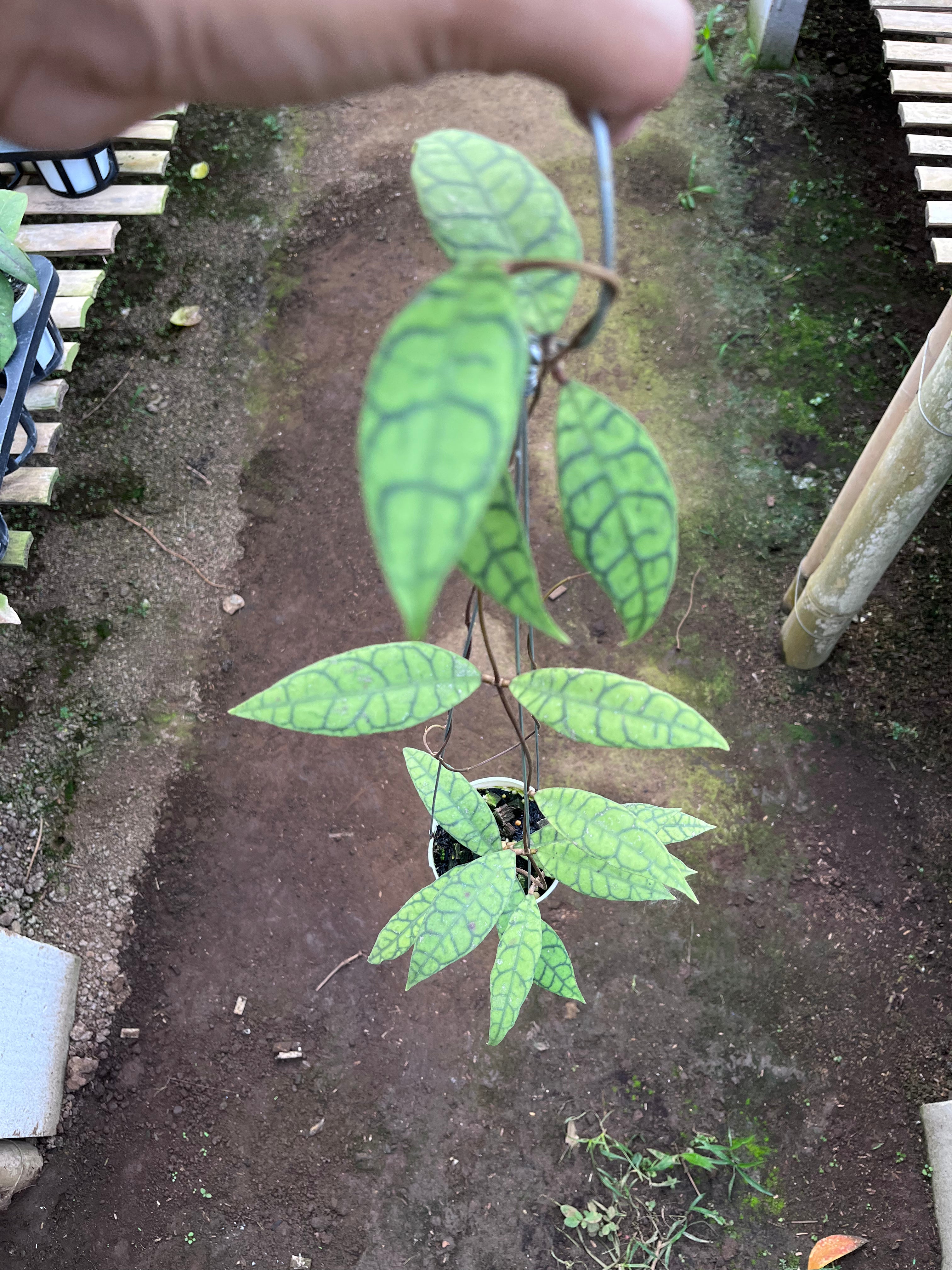 Hoya Callystophylla Long Leaf