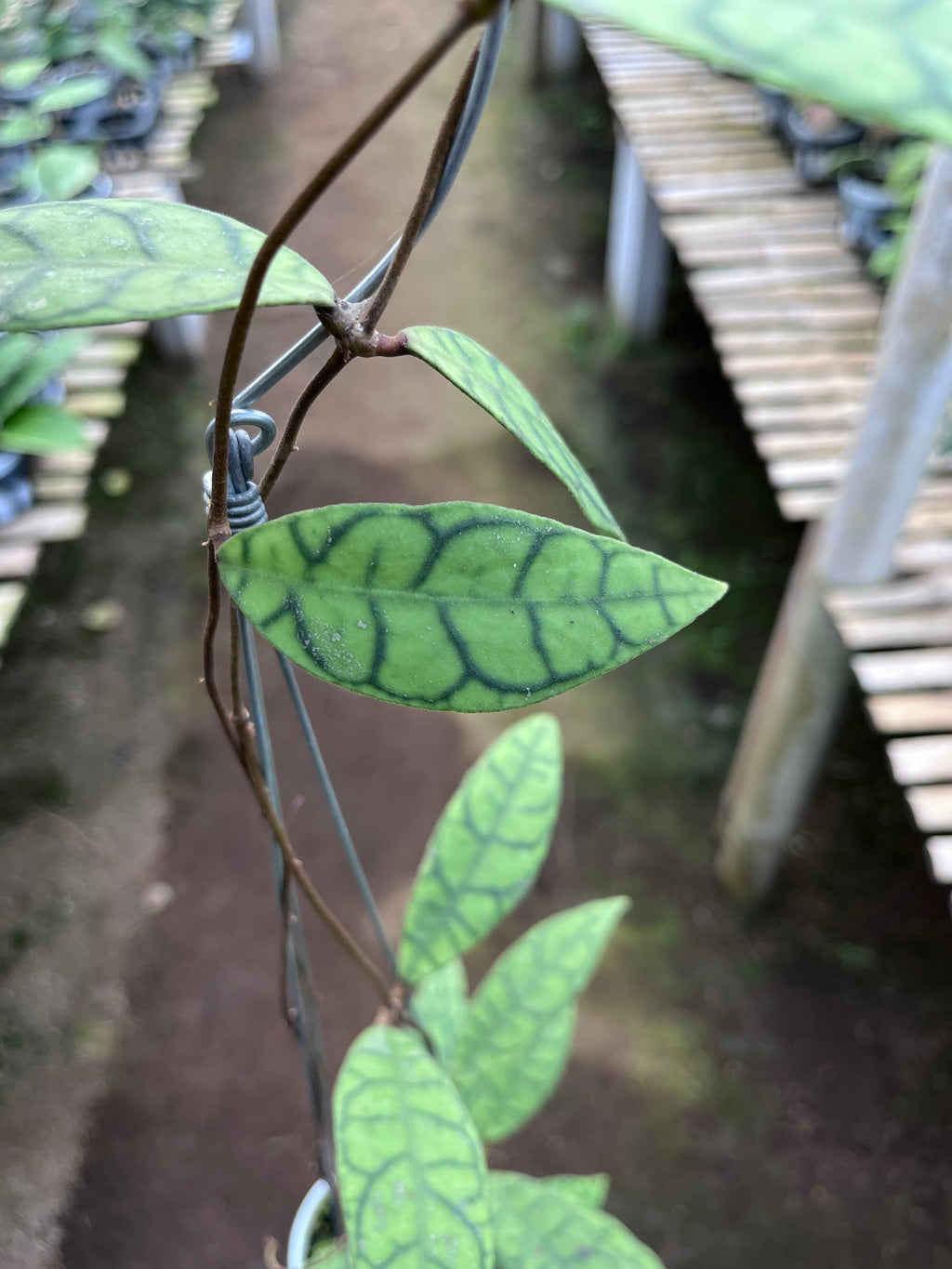 Hoya Callystophylla Long Leaf