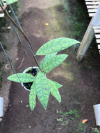 Hoya Callystophylla Long Leaf