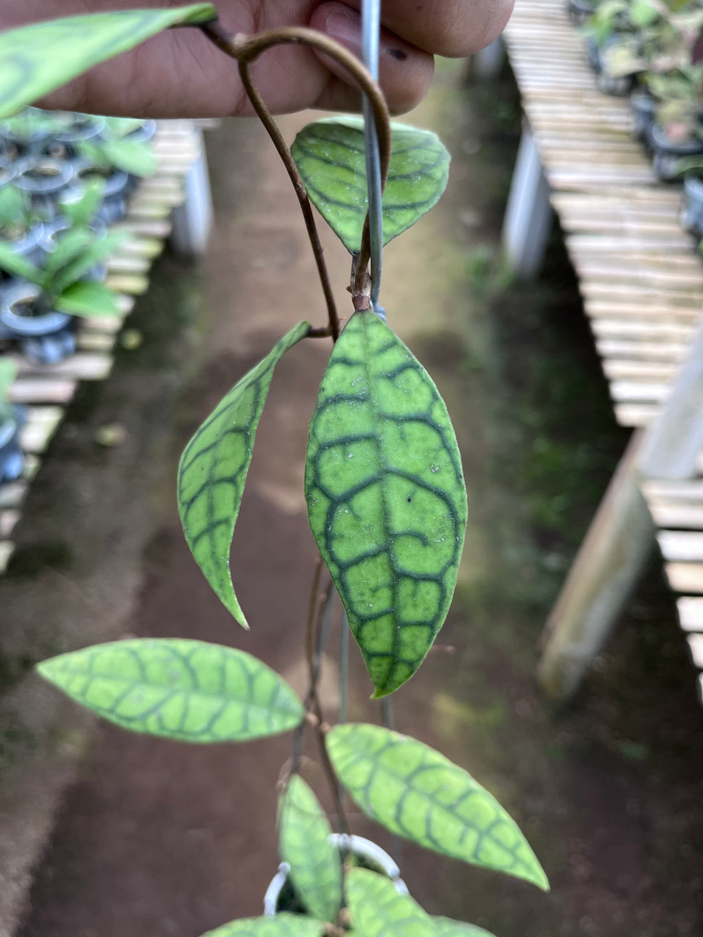 Hoya Callystophylla Long Leaf