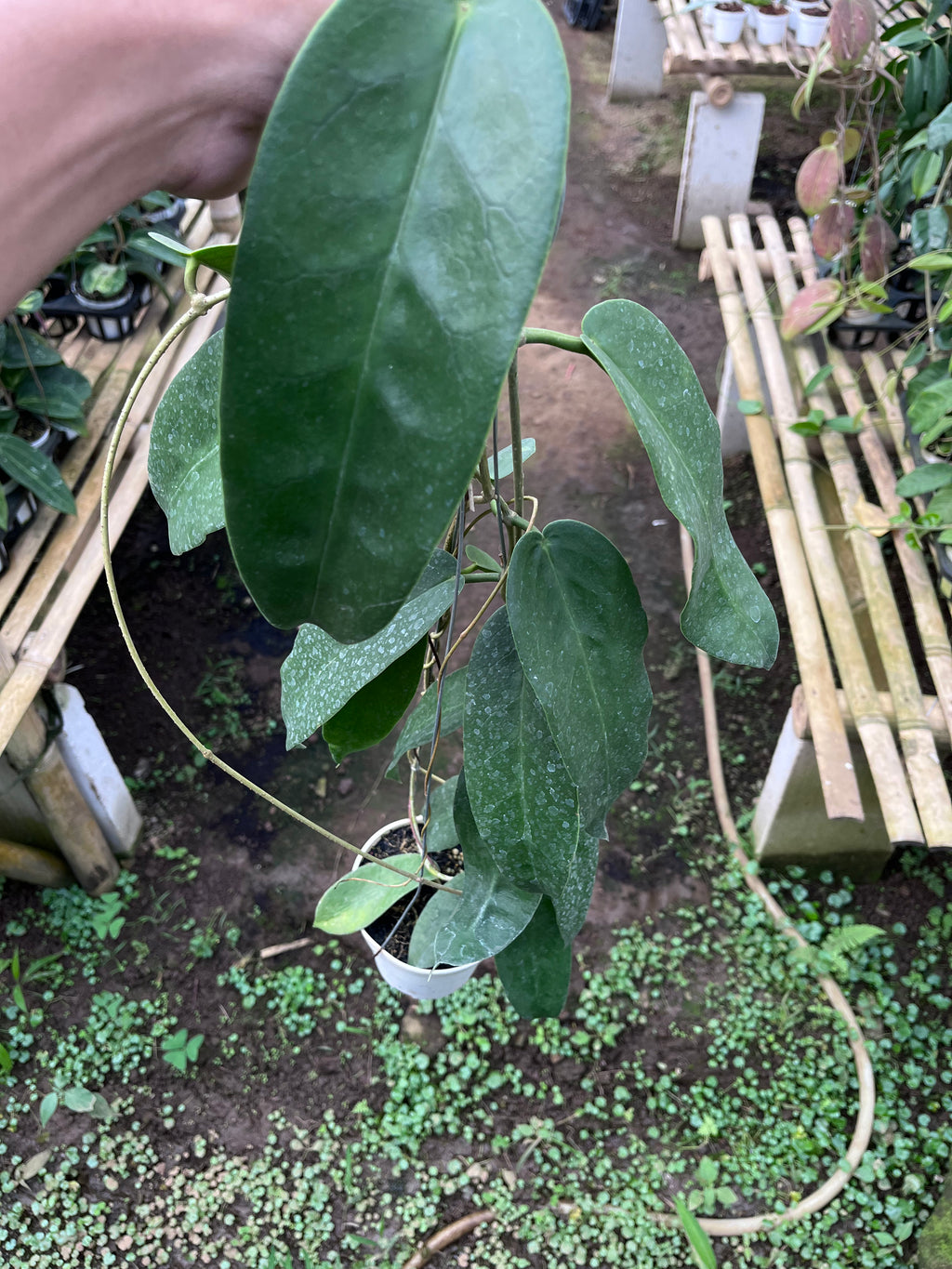Hoya Onychoides