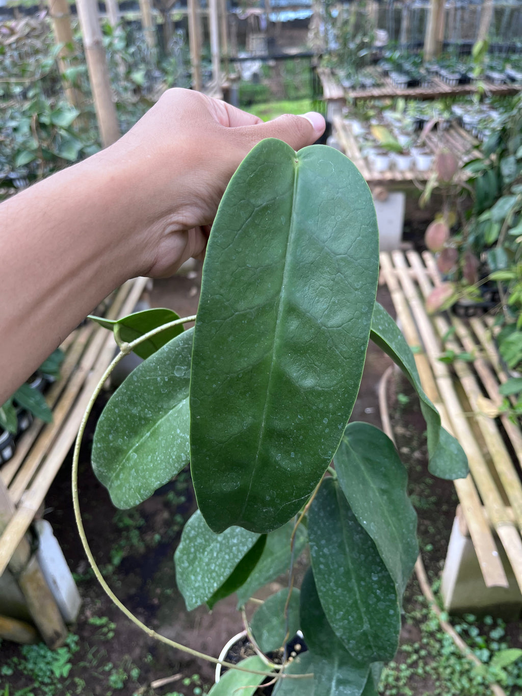 Hoya Onychoides