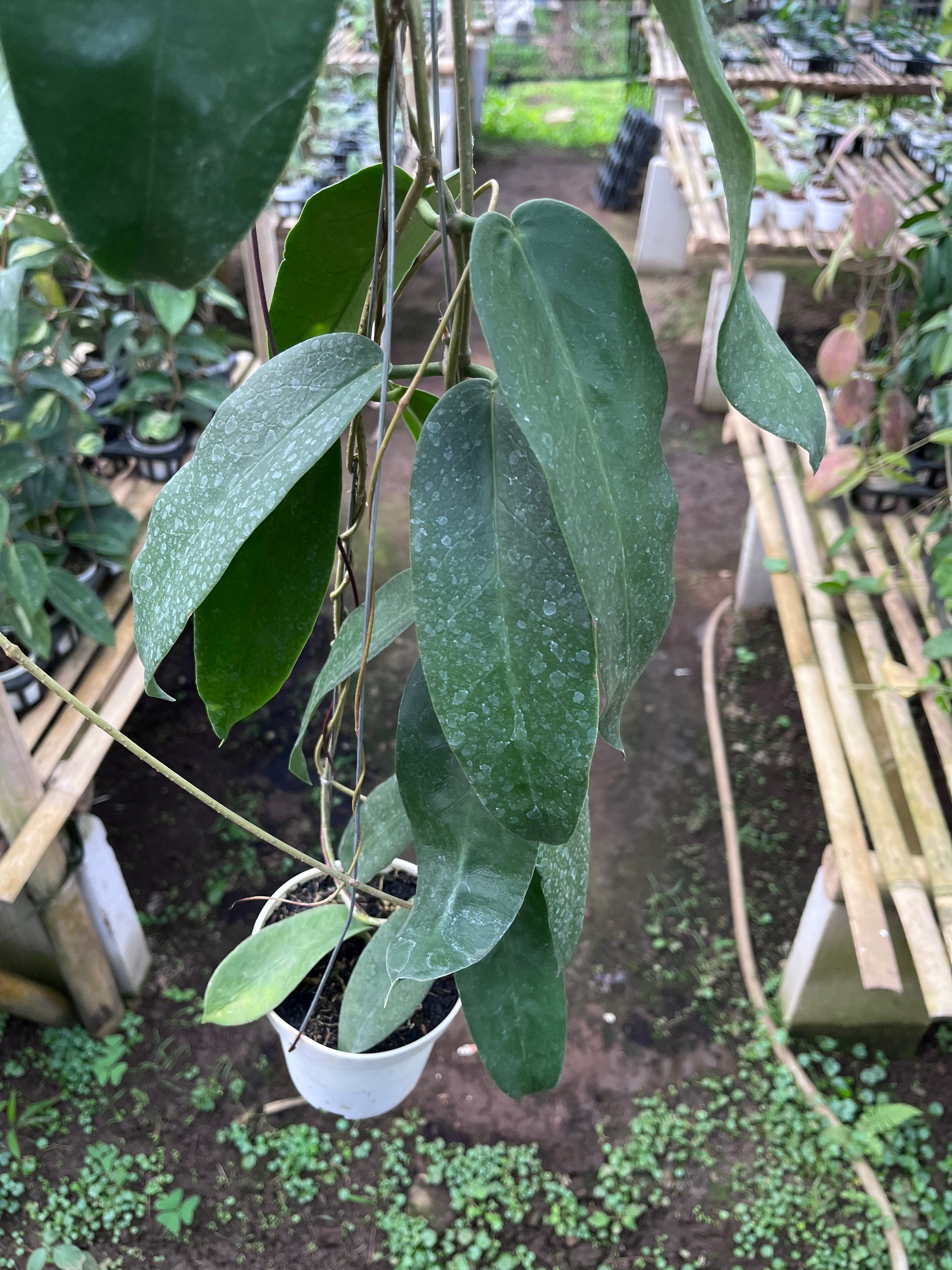 Hoya Onychoides