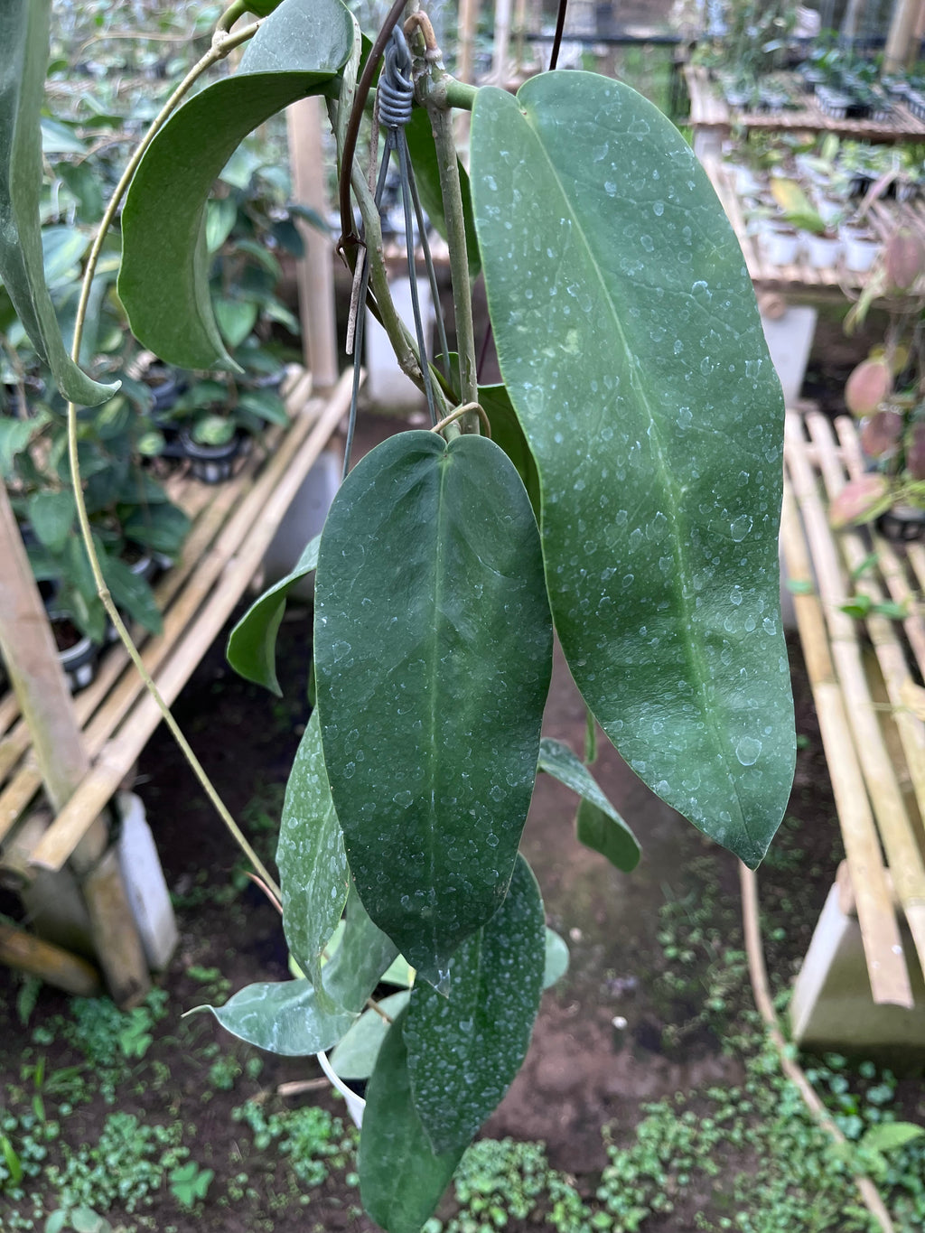 Hoya Onychoides