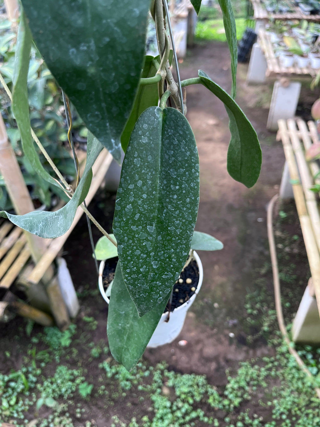 Hoya Onychoides