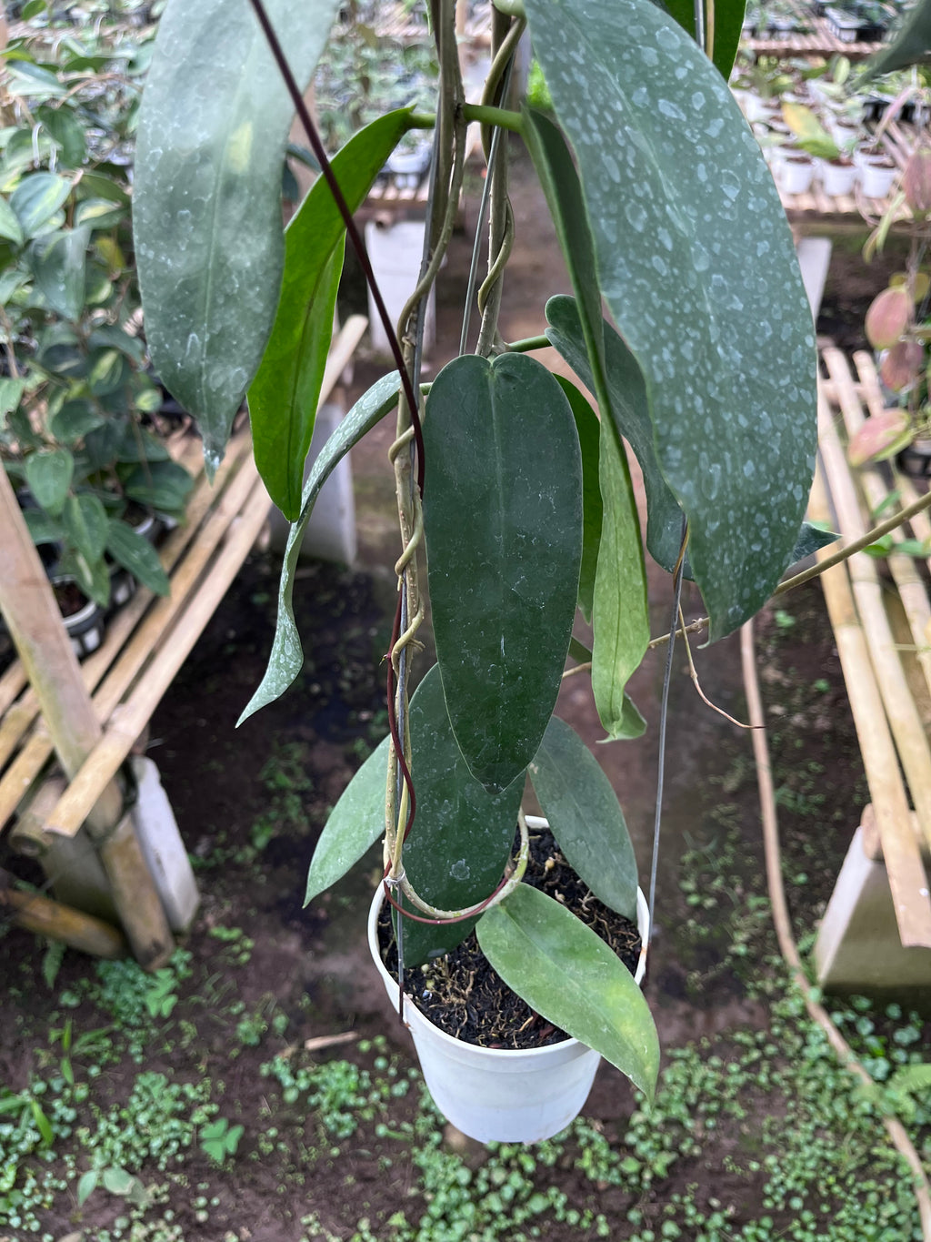 Hoya Onychoides