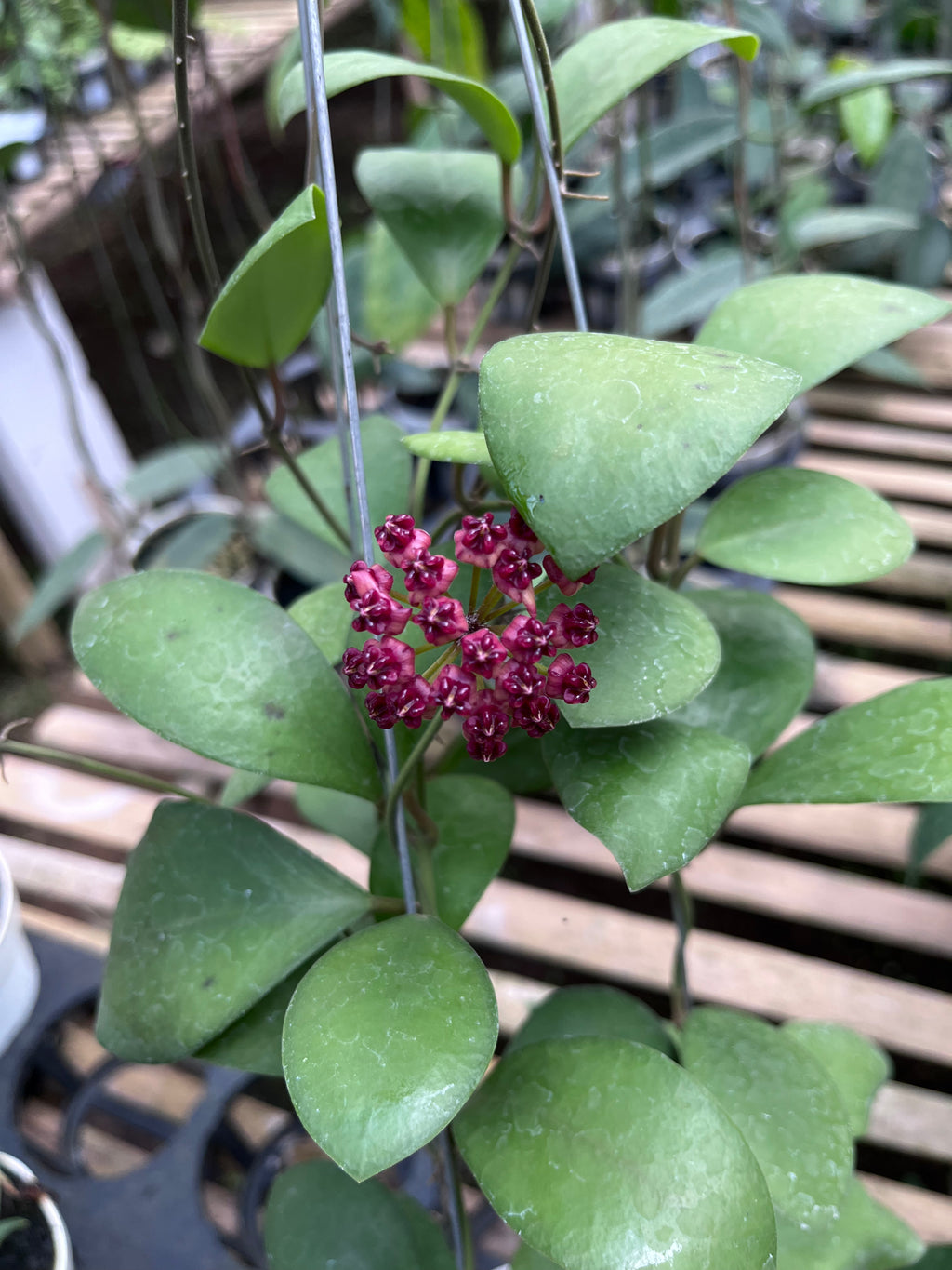 Hoya Lucardensiana