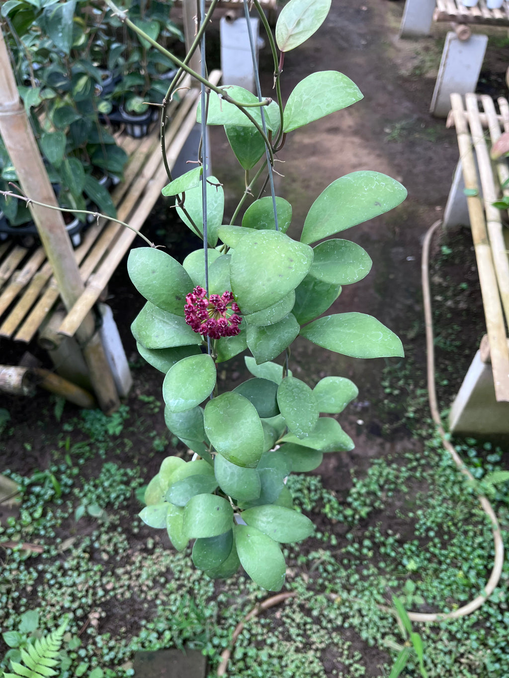 Hoya Lucardensiana