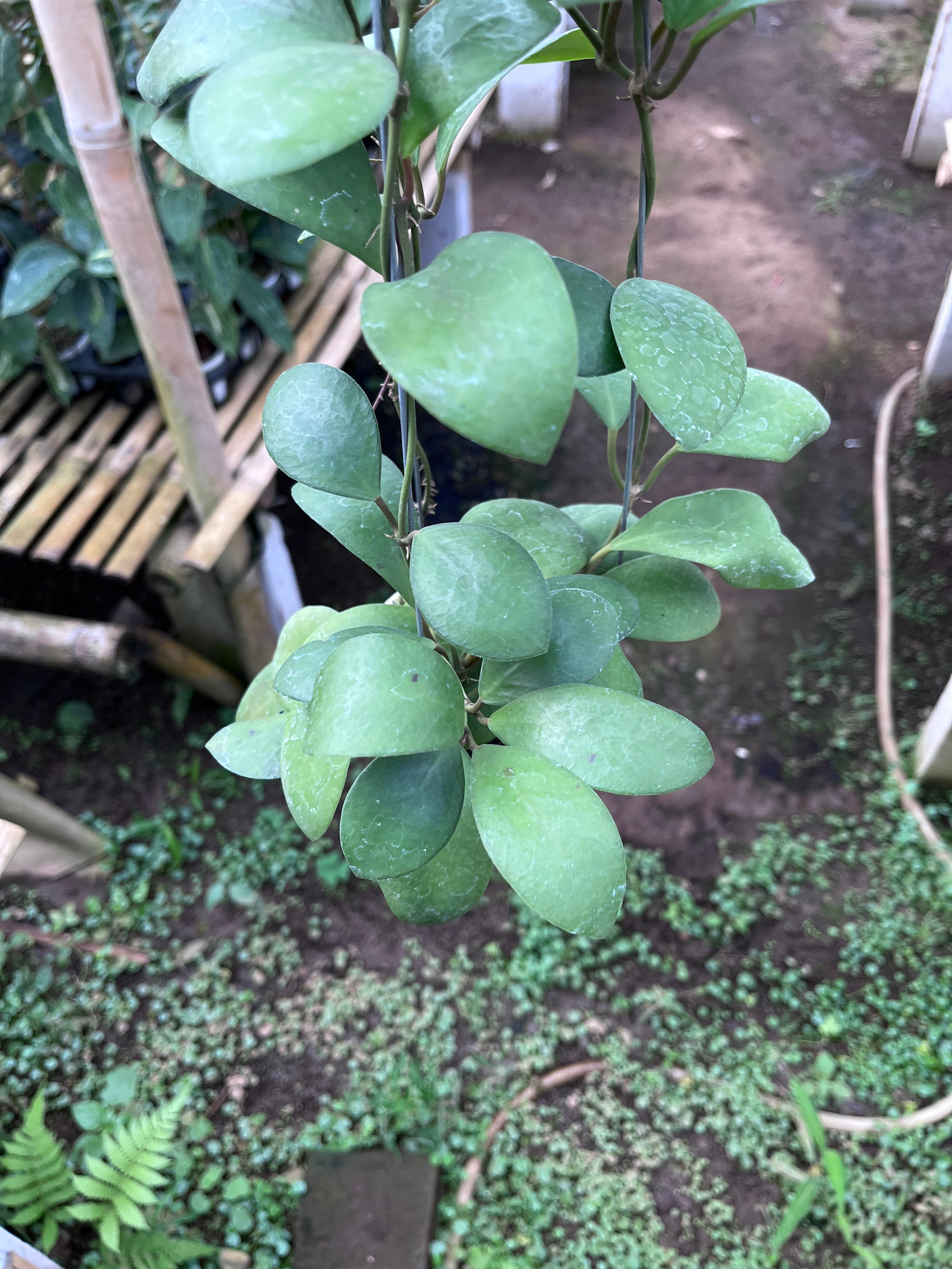Hoya Lucardensiana