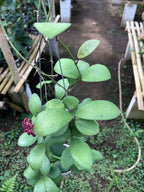 Hoya Lucardensiana