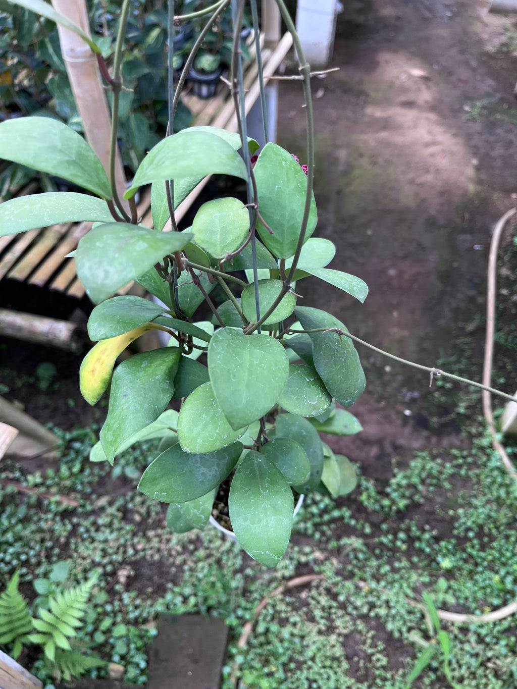 Hoya Lucardensiana