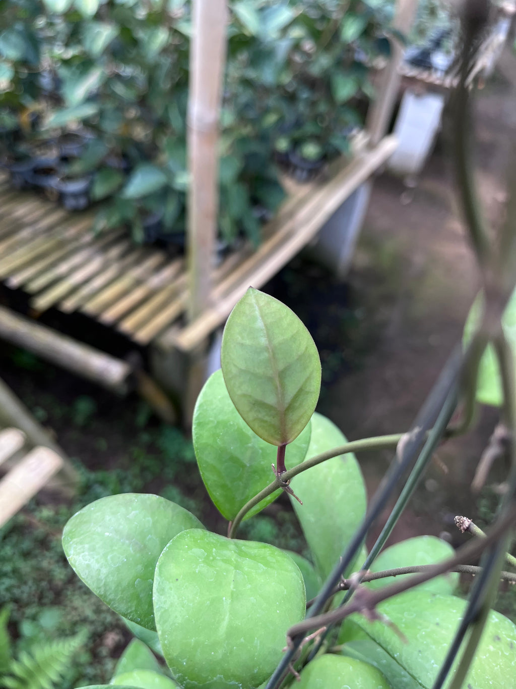 Hoya Lucardensiana