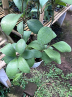 Hoya Lucardensiana