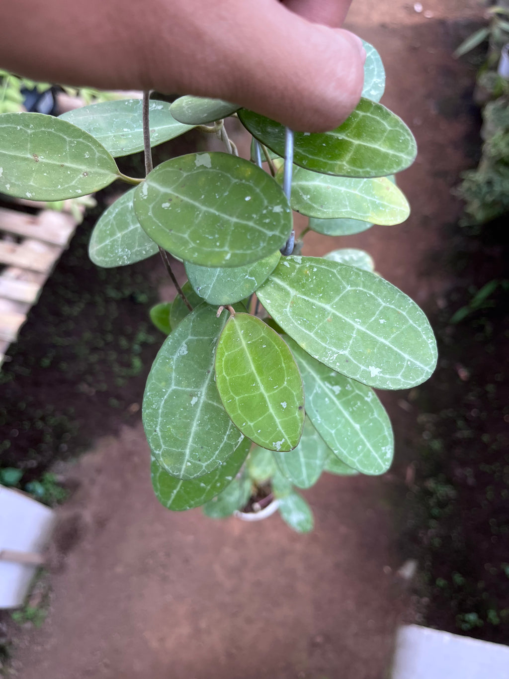 Hoya Elliptica Splash