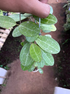 Hoya Elliptica Splash