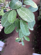 Hoya Elliptica Splash