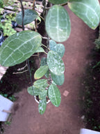 Hoya Elliptica Splash