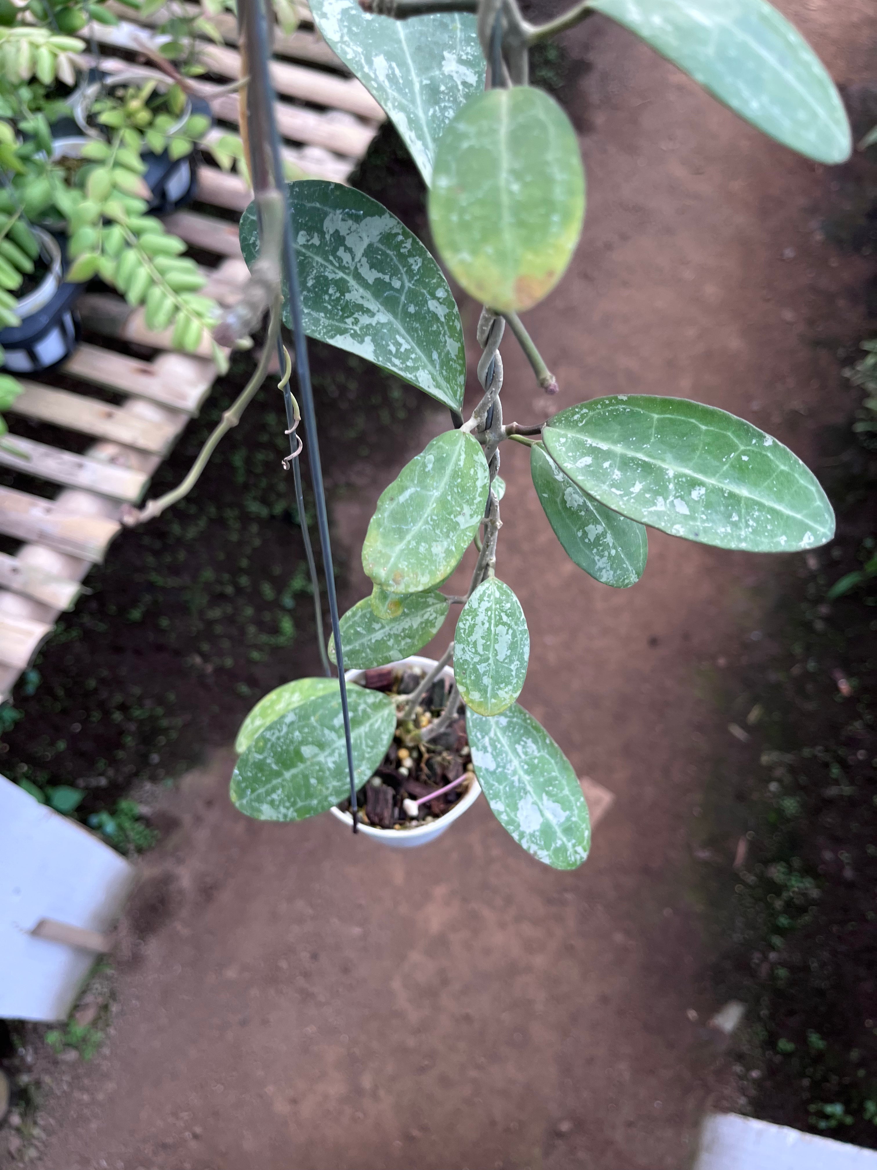 Hoya Elliptica Splash