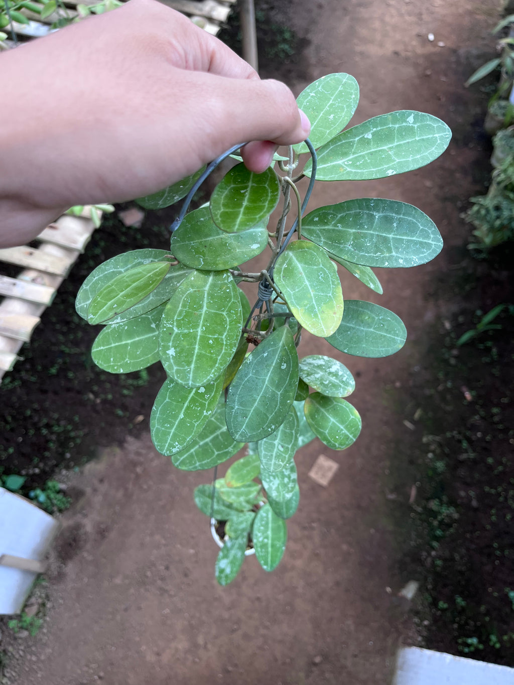 Hoya Elliptica Splash