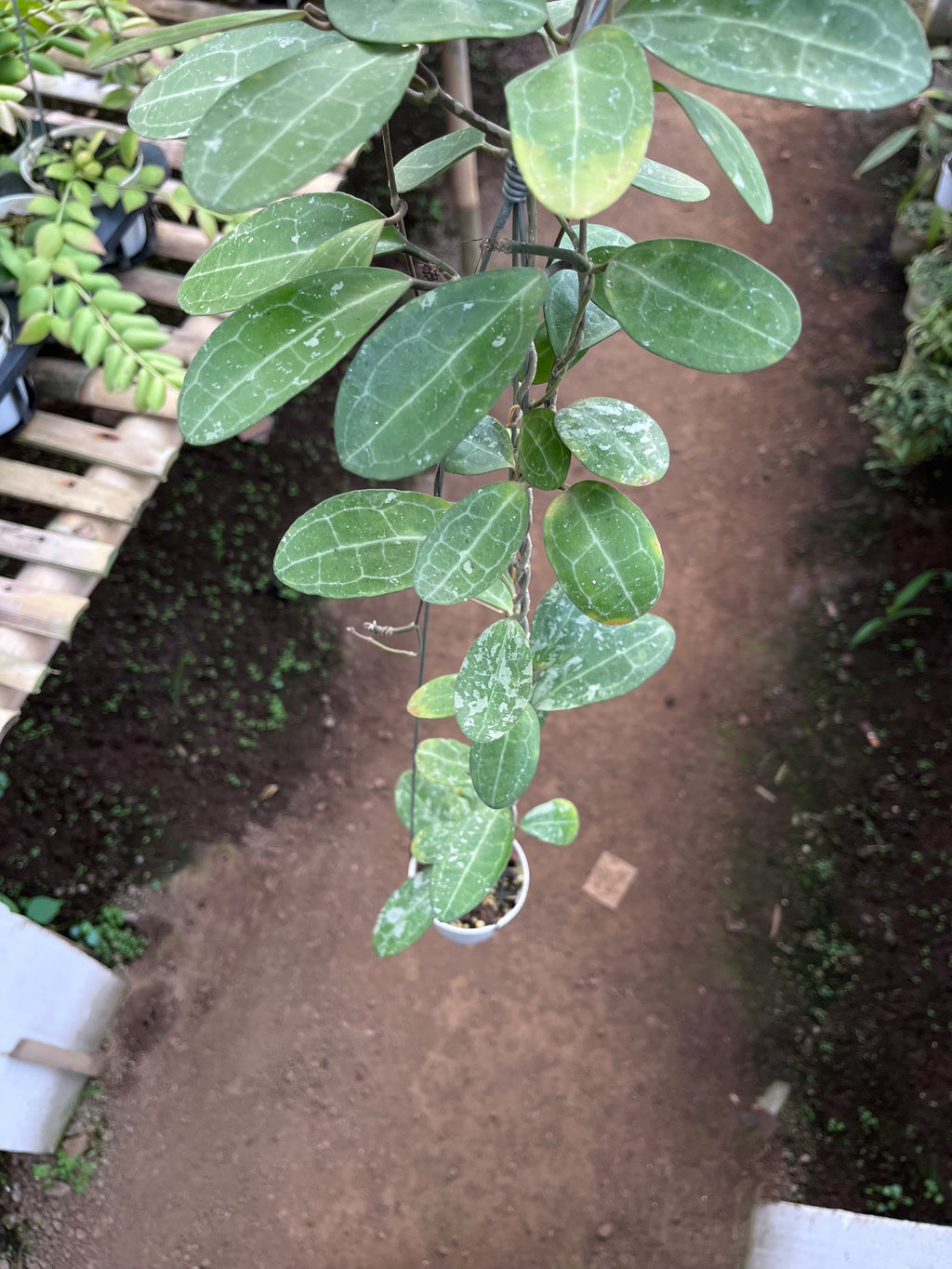 Hoya Elliptica Splash