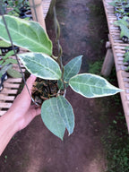 Hoya Tanggamus Albo