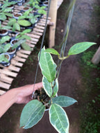 Hoya Tanggamus Albo