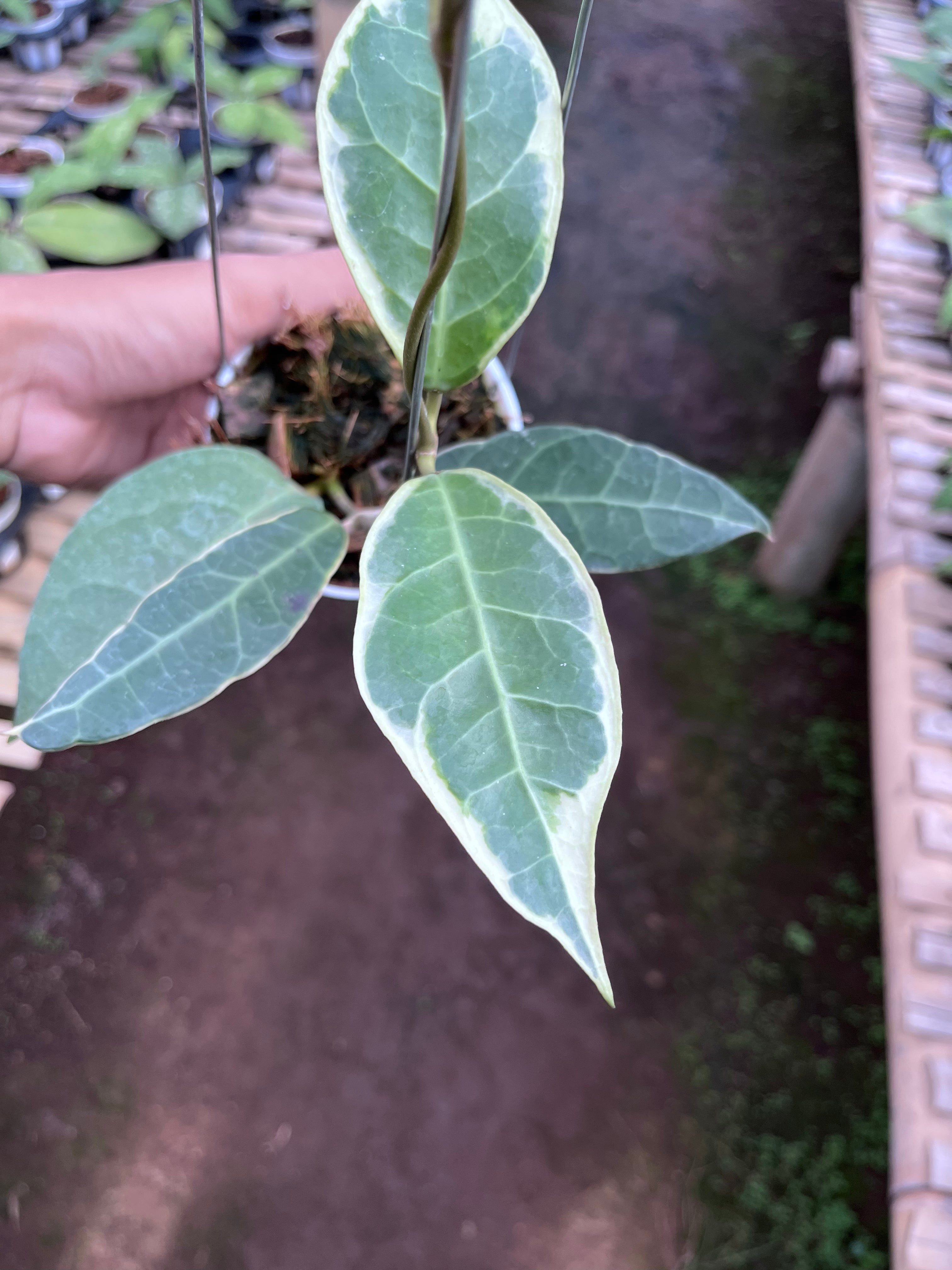 Hoya Tanggamus Albo