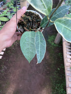 Hoya Tanggamus Albo