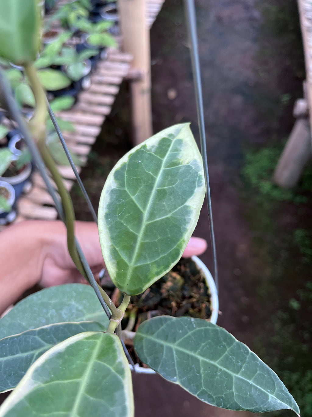 Hoya Tanggamus Albo