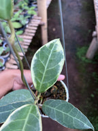 Hoya Tanggamus Albo